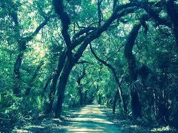 preserved "canopy" roads, and