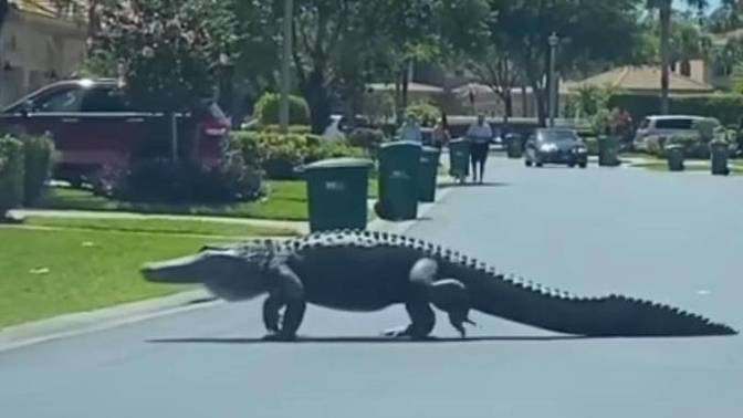 Can you bear it in Florida?