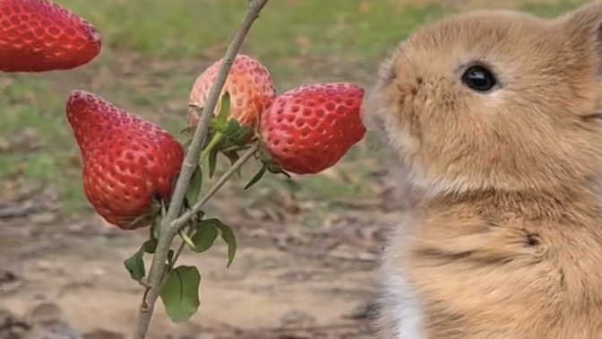 What would you do if you saw a bunny eating from a strawberry tree?