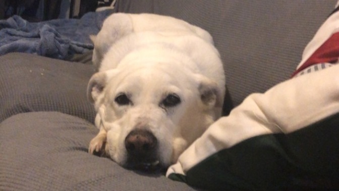 What would you do with a dog you found outside?