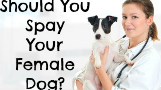 Tp SPAY or NOT, what's YOUR OPINION?
