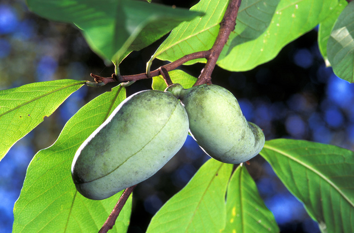 Is there a fruit or vegetable that you get excited about being back in season?