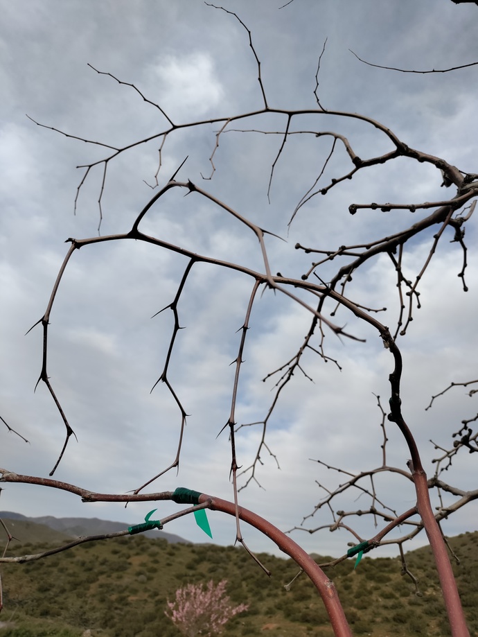 Jujube thorns