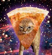 Cheese pizza cat