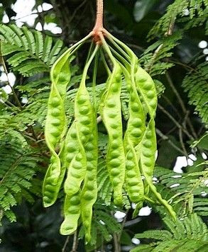 petai (stinky bean)