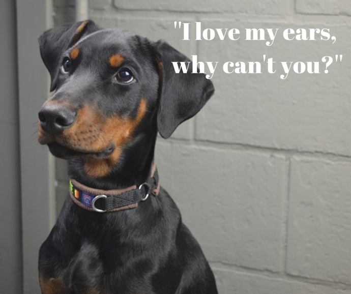 Do you agree/disagree that ear cropping a dog’s ear is inhumane?