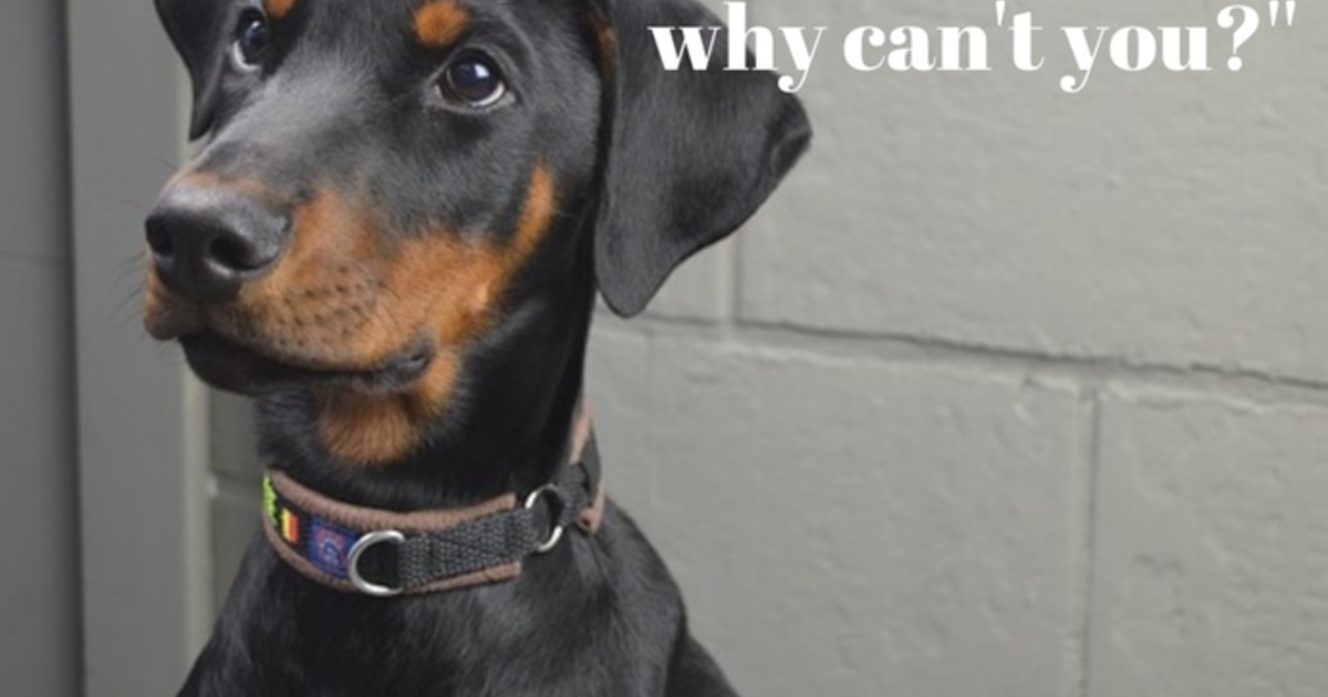 Do you agree/disagree that ear cropping a dog’s ear is inhumane? GirlsAskGuys