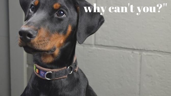 Do you agree/disagree that ear cropping a dog’s ear is inhumane?