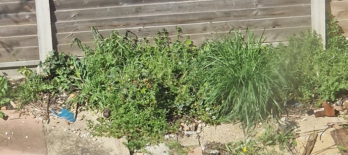 What garden tools can I use to cut this grass?