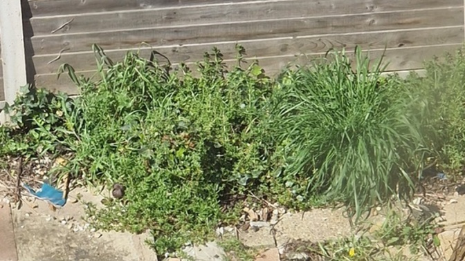 What garden tools can I use to cut this grass?
