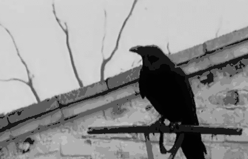 Do you find ravens beautiful?