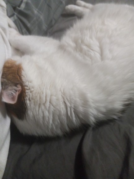 Why do you think people think cats aren't affectionate?