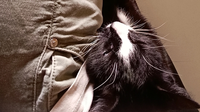 Why do you think people think cats aren't affectionate?