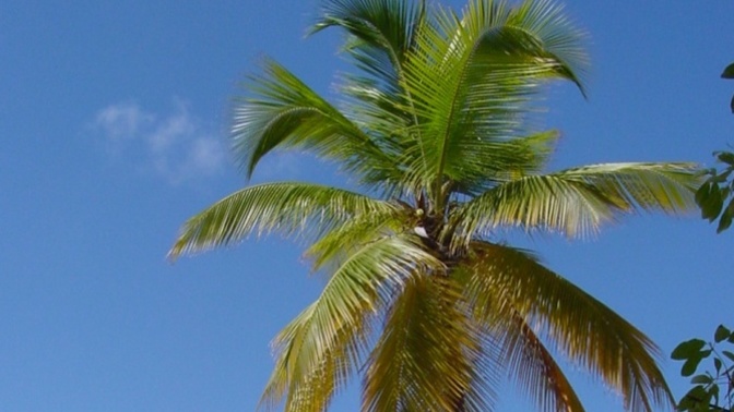 Would you rather watch a tree grow or a knee grow?