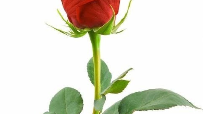 Do you like roses?