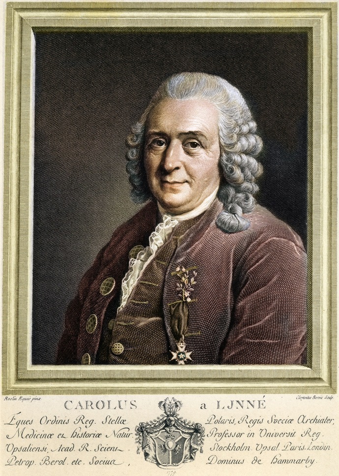 Was Carl Linnaeus right in his theory that there are four subspecies of Homo sapiens?