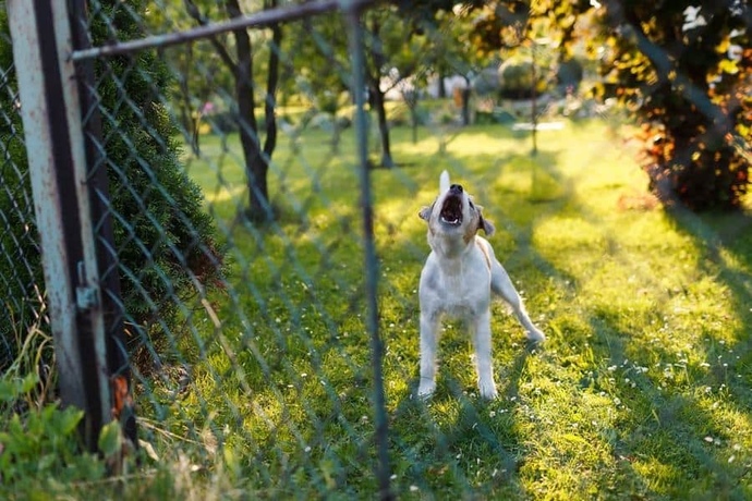 Do your neighbors have any annoying as heck pets?