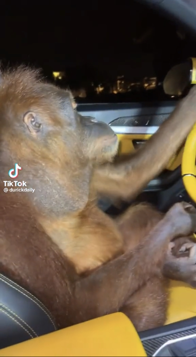 What would you do if you saw a monkey driving a Lamborghini?