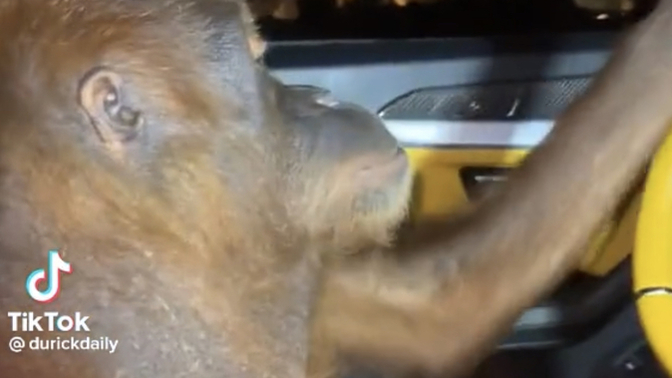 What would you do if you saw a monkey driving a Lamborghini?