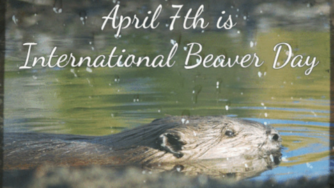 Today is International Beaver Day. How will you celebrate?