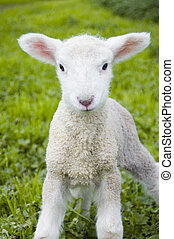 Mary had a little lamb.