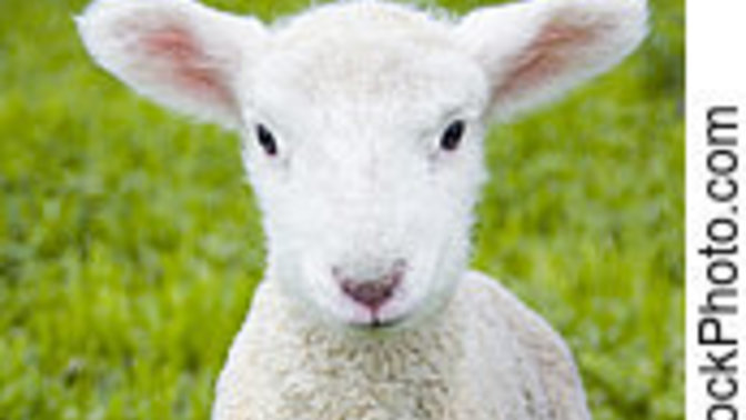 Is anyone having lamb for Easter?