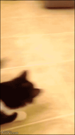 Signs a cat likes you or is attached to you?