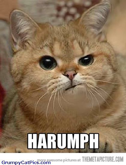 Signs a cat likes you or is attached to you?