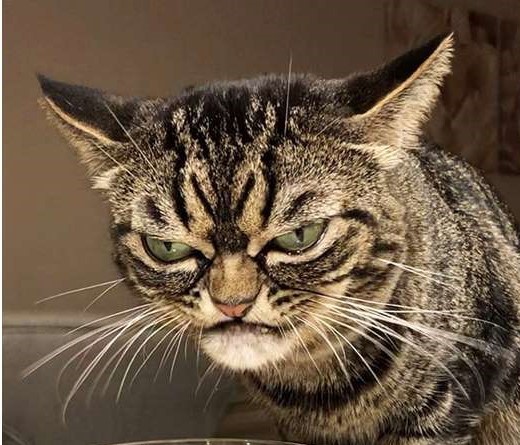 Signs a cat likes you or is attached to you?