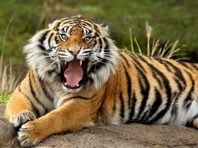 Who would you rather be cautious our scared of, Iron Mike Tyson or a Tiger?
