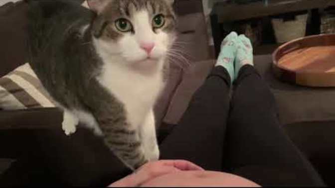 Did you know there’s evidence to suggest cat can recognize a woman is pregnant before she tests for it?