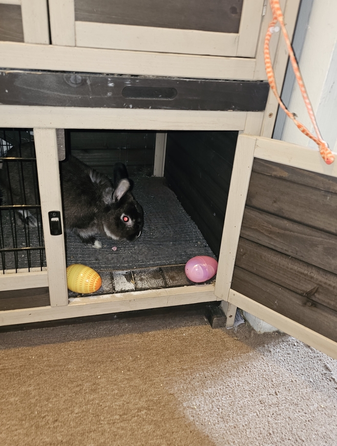 Did you catch the Easter BUNNY today? What to do or not do with the little bunny?