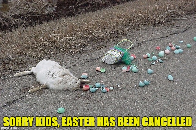 Did you catch the Easter BUNNY today? What to do or not do with the little bunny?
