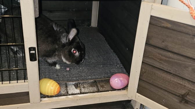 Did you catch the Easter BUNNY today? What to do or not do with the little bunny?