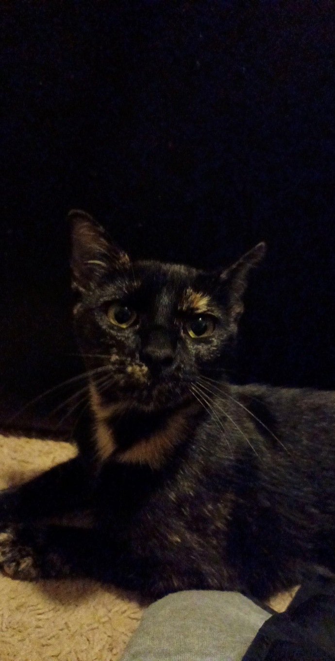 Has your cat ever gone missing?