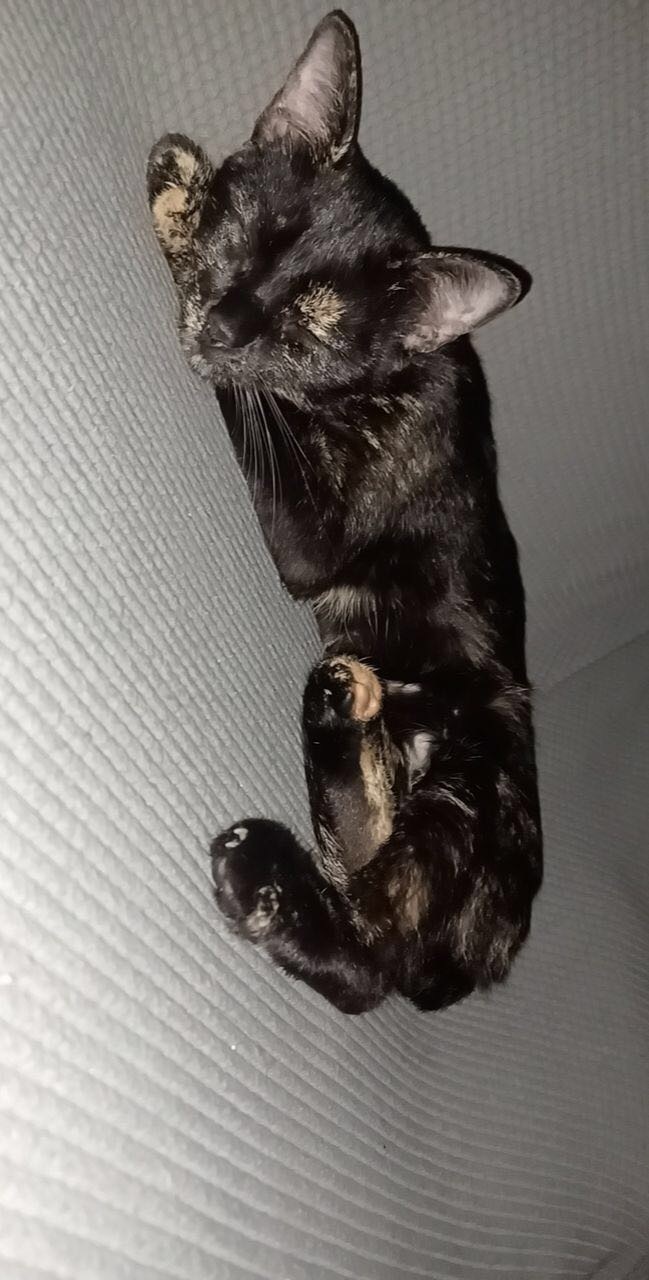 Has your cat ever gone missing?