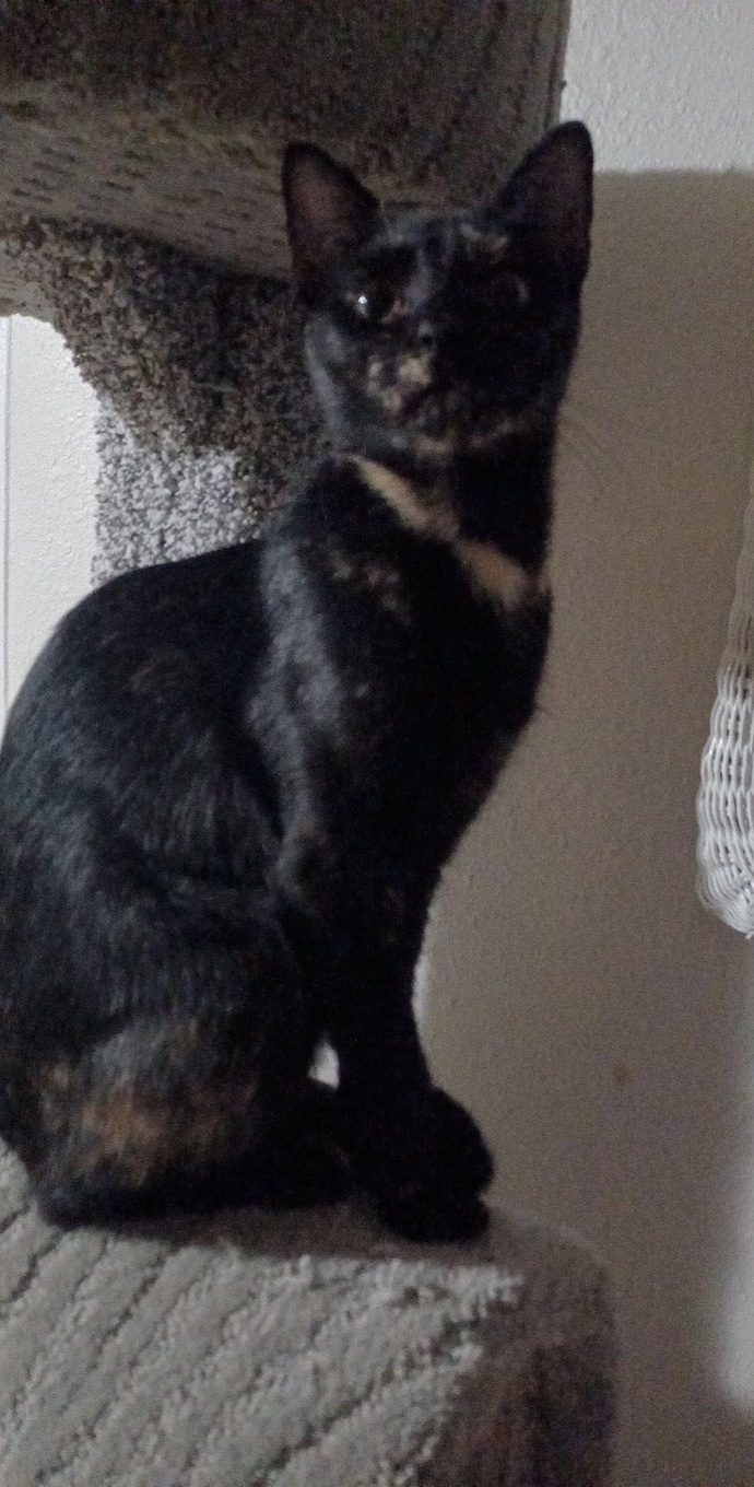 Has your cat ever gone missing?