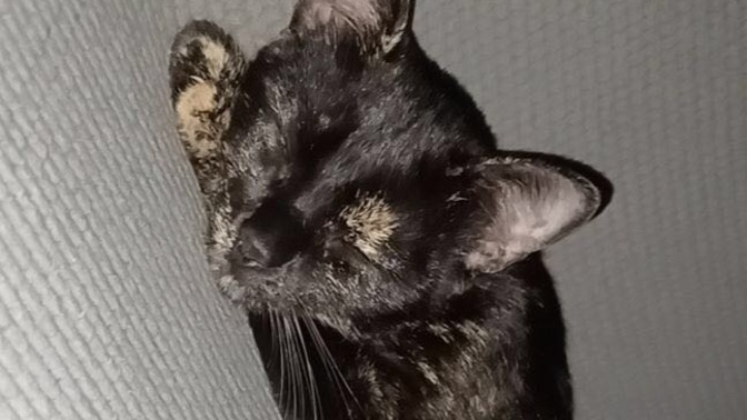 Has your cat ever gone missing?
