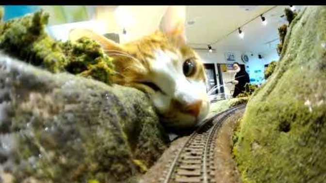 What would you do if you were riding in a train when a giant cat just decides to rest its head on the tracks stopping it from moving?