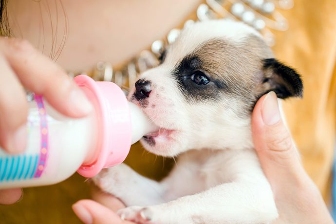 Do you ever have kitten or puppy fever?