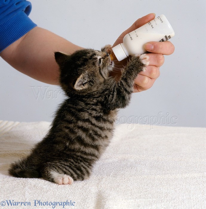 Do you ever have kitten or puppy fever?