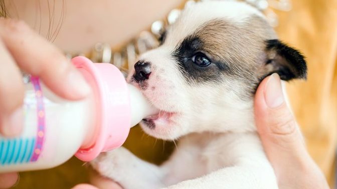 Do you ever have kitten or puppy fever?