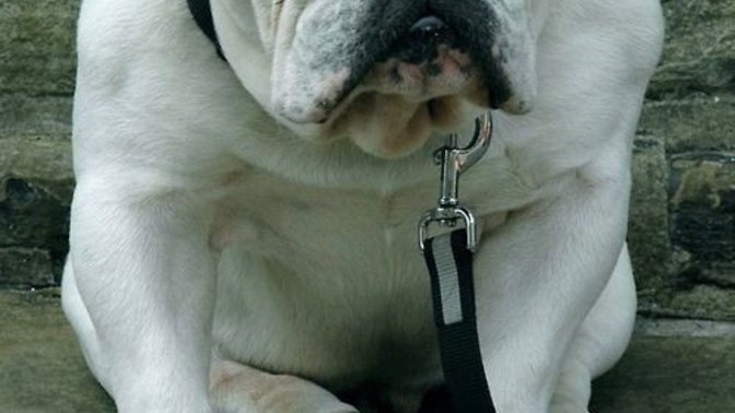 Would it be cruel to name your dog "Farty" because you think is has a farty face?