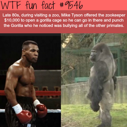 What would happen if Mike Tyson in his prime punch a 500-pound silverback gorilla in the head full force?