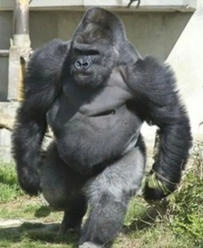 Gorilla