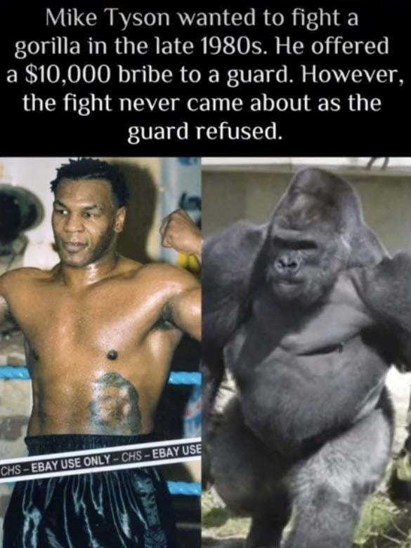 What would happen if Mike Tyson in his prime punch a 500-pound silverback gorilla in the head full force?