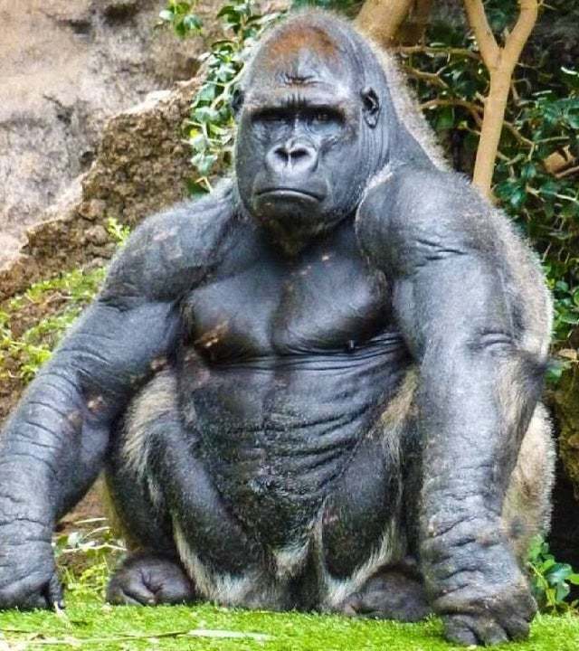 What would happen if Mike Tyson in his prime punch a 500-pound silverback gorilla in the head full force?