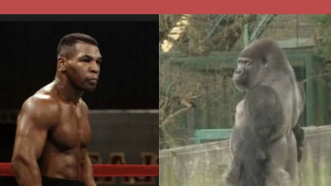 What would happen if Mike Tyson in his prime punch a 500-pound silverback gorilla in the head full force?