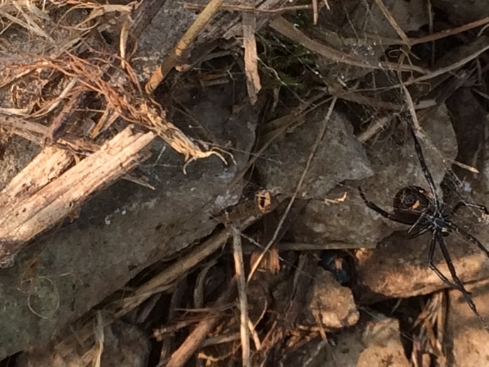 It is of a Northern Black Widow I saw at a jobsite the other day. Can see the hourglass on the bottom.