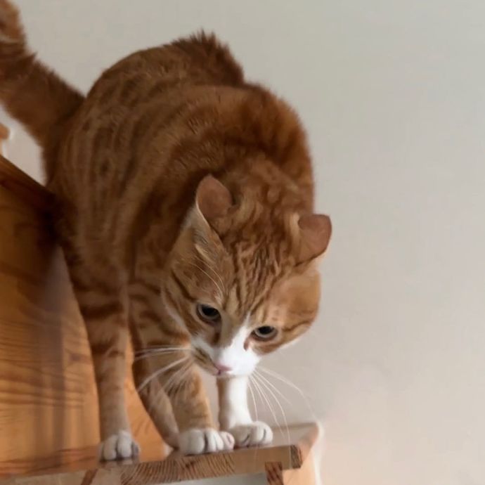 Do you think this cat is angry?